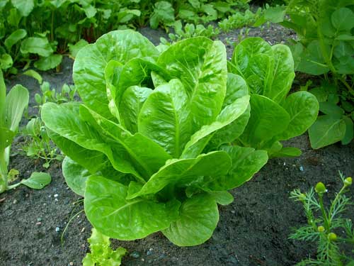 1-Lettuce.jpg