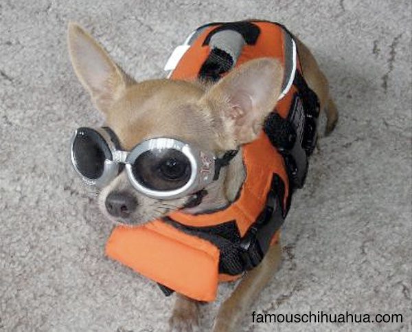 chihuahua-lifesaver-jacket.jpg