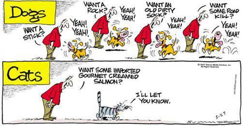 the-difference-between-cats-and-dogs.jpg