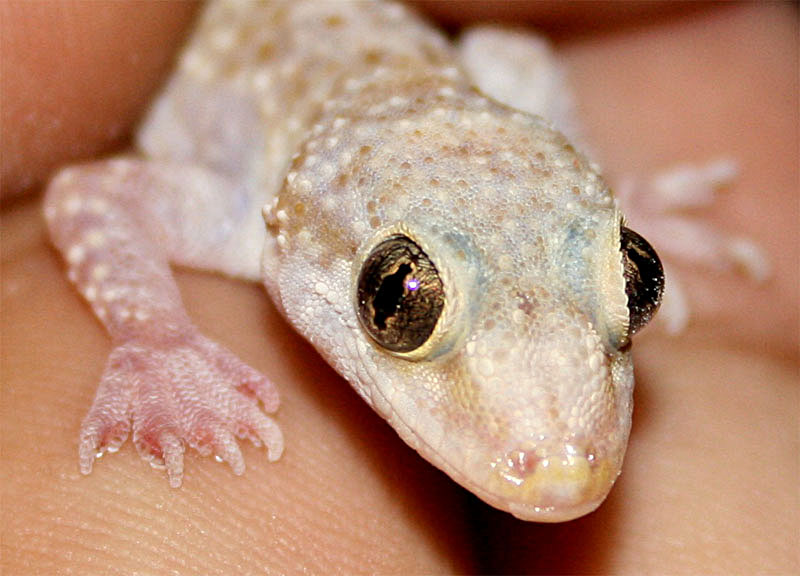 Hemidactilus%20Turcicus_b.jpg