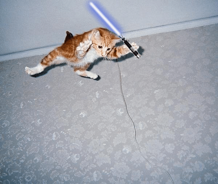 Animal-Star-Wars-Sabre-Fights-5.png